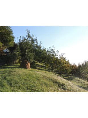 Orehi -jedrca extra- 90% polovice