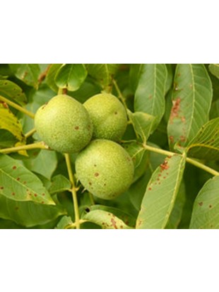 Orehi -jedrca extra- 90% polovice